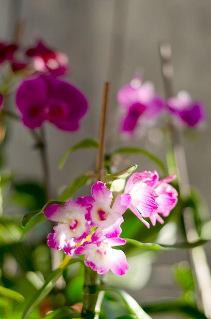 Top view of beautiful orchid flowers at sunny spring day close up. Cultivation. Phalaenopsis Orchid.