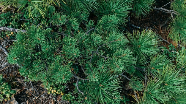 Photo top view of a beautiful pine branch.christmas pine tree wallpaper.