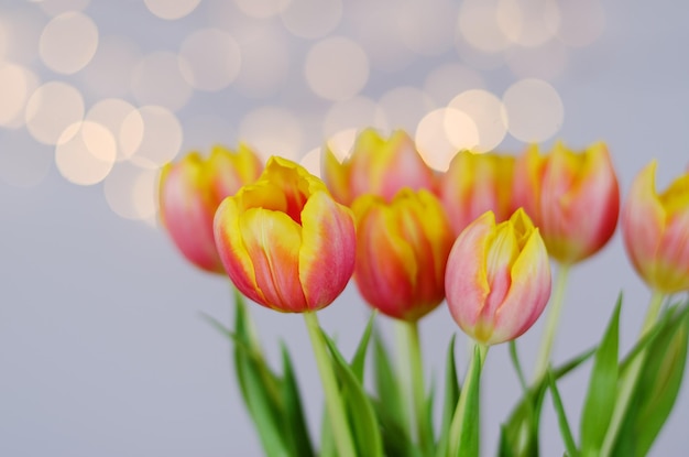 Top view of beautiful pink, yellow tulips on blue background with bokeh. Greeting card. 8 March.