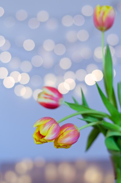 Top view of beautiful pink, yellow tulips on blue background\
with bokeh. greeting card. 8 march.