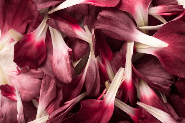 Foto vista dall'alto di bellissimi fiori di colore rosso