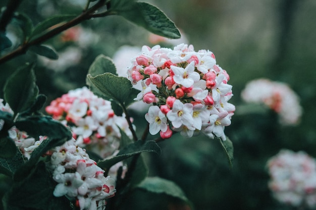 아름다운 Viburnum carlesii 꽃의 상위 뷰