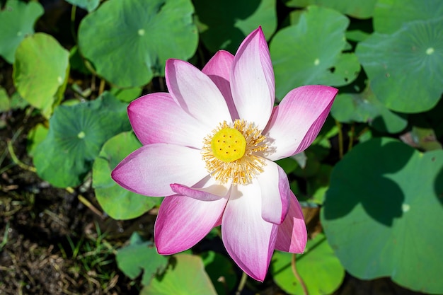 Вид сверху большого розового лотоса (Nelumbo nucifera), цветущего в пруду или канале. У этого лотоса много имен, таких как индийский лотос, священный лотос, боб Индии.