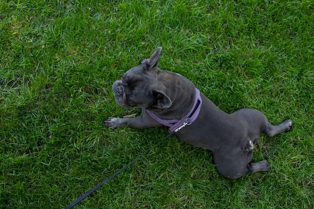 Top view of black dog french bulldog lying on lawn