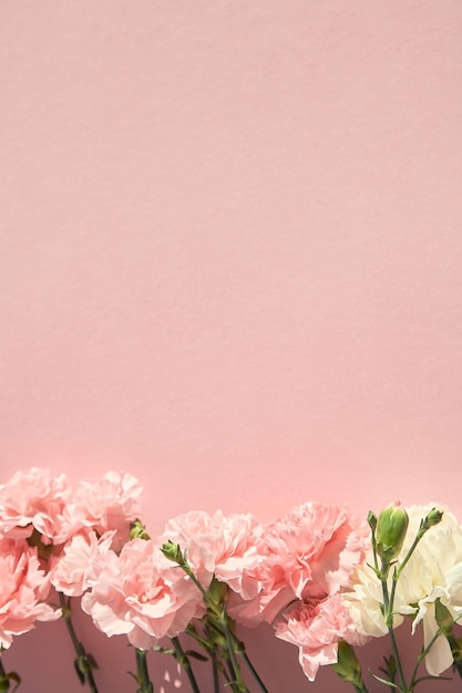 Top view of blooming carnations on pink background