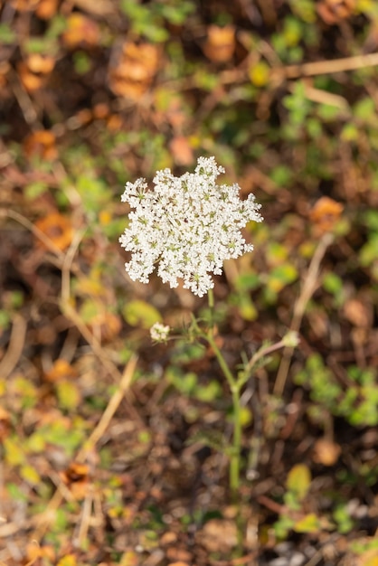 Top view of blooming daucus carota flower growing among grass on sunny day
