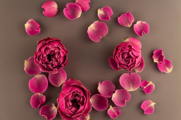 Top view of blooming rose flover on brown background. Festive greeting card, flower arrangement. Top view