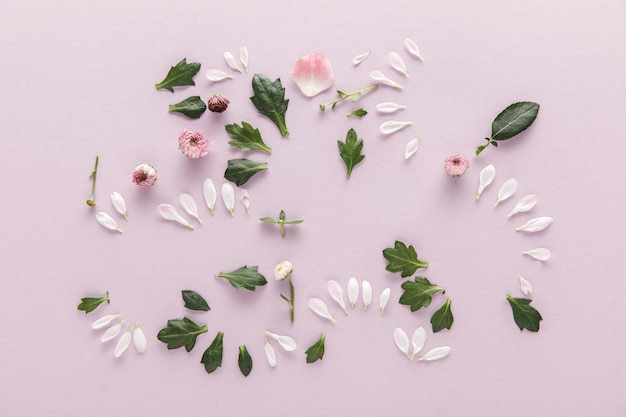 Top view of blooming spring Chrysanthemum petals and leaves on violet background