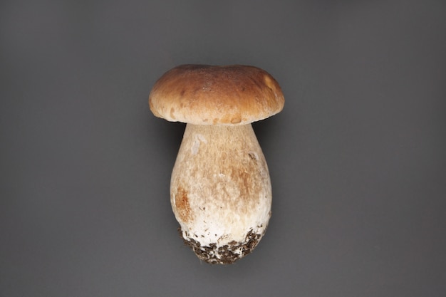 Top view of boletus edulis