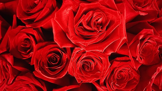 開いた赤いオランダのバラの花束の上面図お祭りの豪華な赤い花の背景