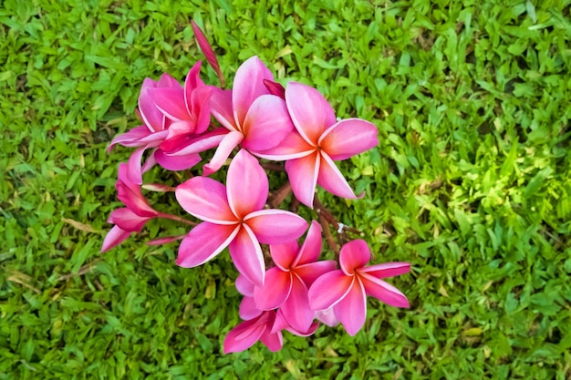 Top view Bouquet pink frangipani in garden