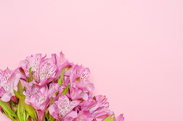 Top view bouquet of purple alstroemerias on pastel pink colorful background