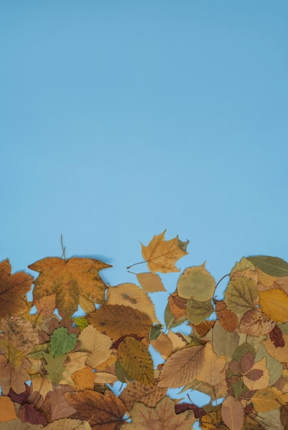 Top view bright fall autumn leaves on light blue background Bright expressive mock up