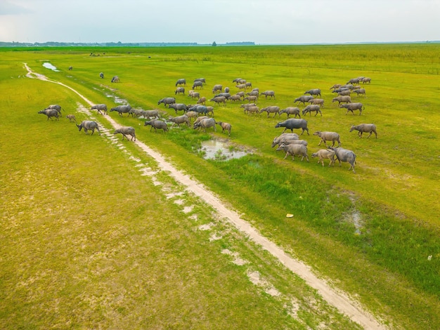 Top view Buffalo Vietnam Tay Ninh province standing on the riverbank with green grass Scenery of Asian domestic animals Large animals in the habitat