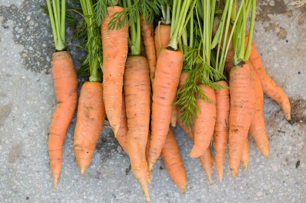 Top view on bunch of freshly picked organic carrots on concrete background