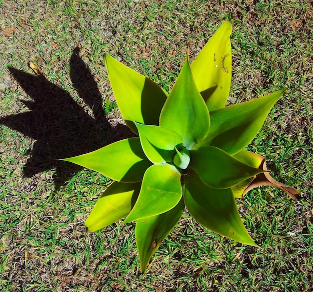 top view of a bush with green leaves illuminated by sunlight