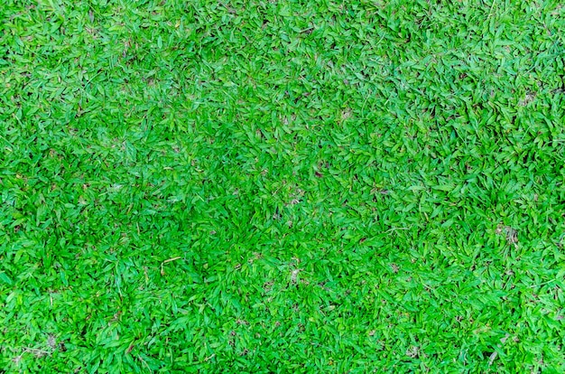 Vista dall'alto di foglie verdi e texture erba sul terreno