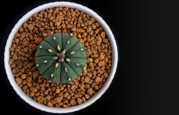 Photo top view cactus complete green color in a white plastic pot with clay beads sprinkled