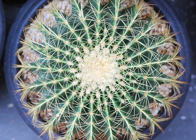 Top view Cactus in a pot at the garden.