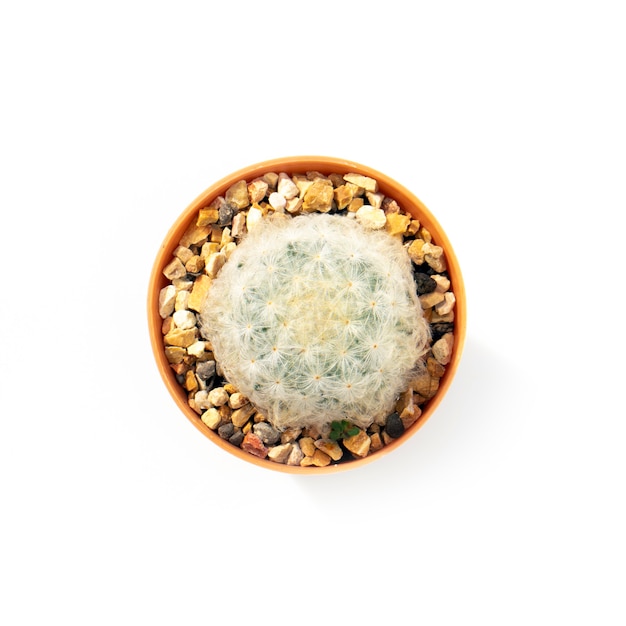 вид сверху кактус в горшке, изолированные на белом