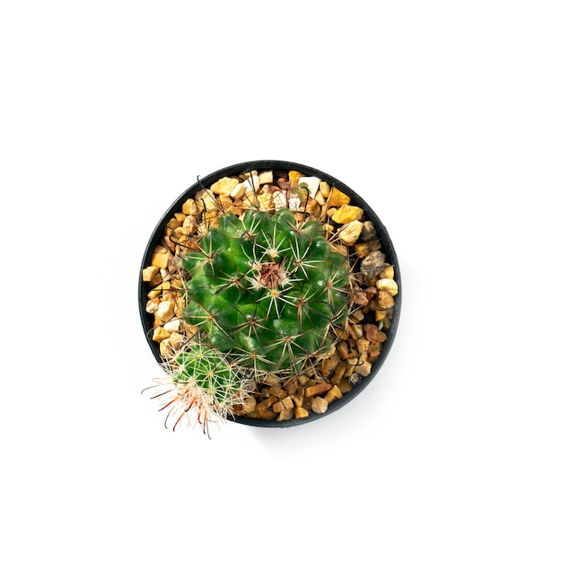 top view cactus in pot isolated on white