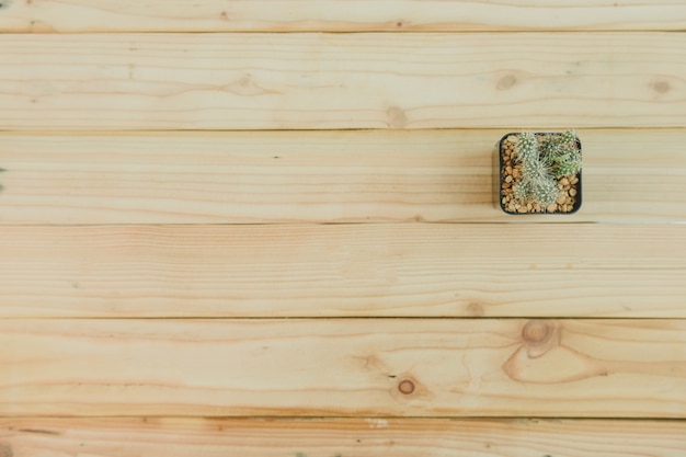 Top view of cactus on wooden background 