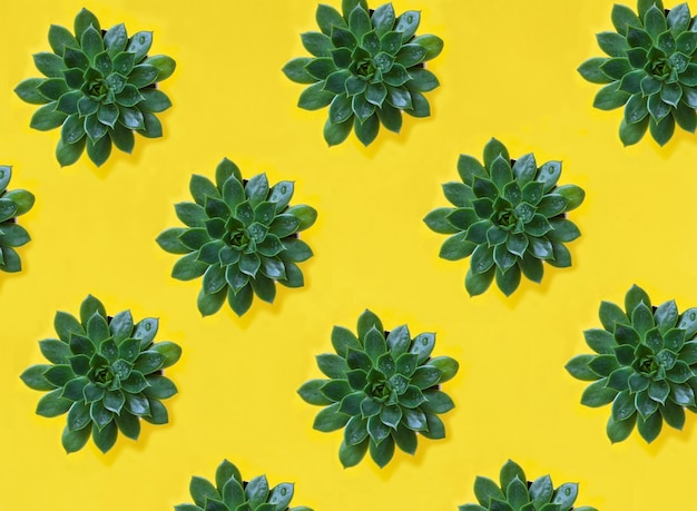 Top view of cactus on the yellow background Pattern Flat lay