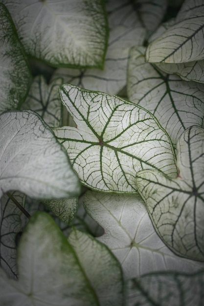 カラジューム二色の葉、白と緑の色のエキゾチックな観葉植物の上面図。マクロ写真。