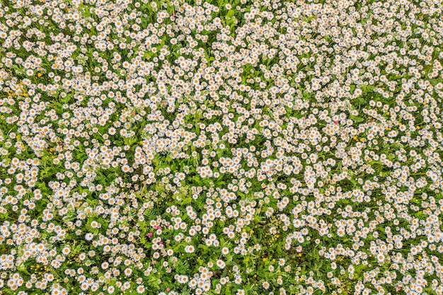 Top view of a camomile or ox-eye daisy meadow, daisies, top view,  background texture