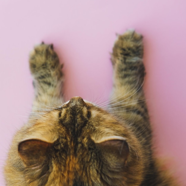 Top view of the cat's head and paws