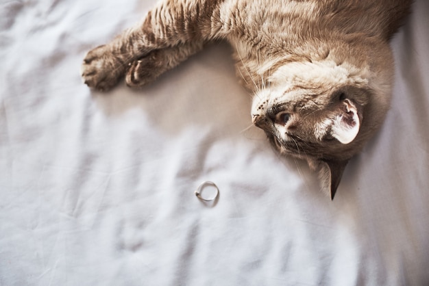 Top view of a cat and wedding ring on a bed.