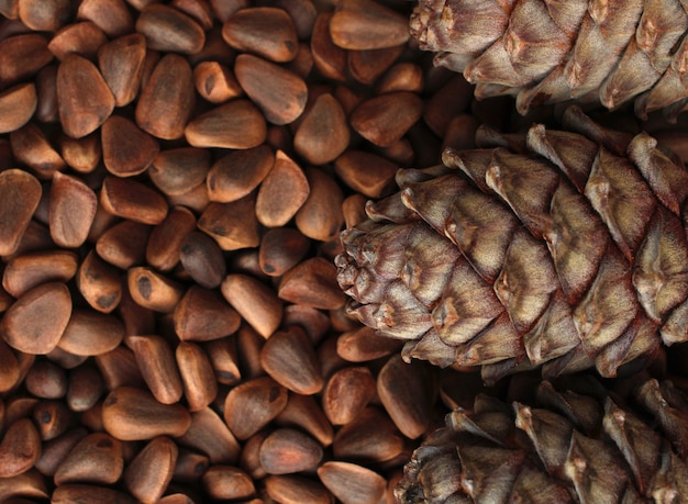 Top view of a cedar cone on the background of pine nuts
