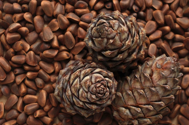 Top view of a cedar cone on the background of pine nuts