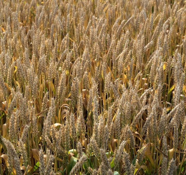 Вид сверху на колосья зерновых, пшеничное поле, крупный план спелых колосьев перед сбором урожая