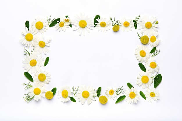 Vista dall'alto cornice di camomilla rettangolo di fiori e petali su sfondo bianco spazio di copia sfondo piatto di fiori