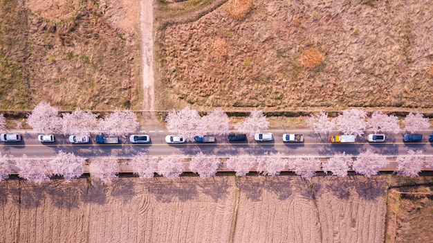 Top view of cherry blossom road in South Korea