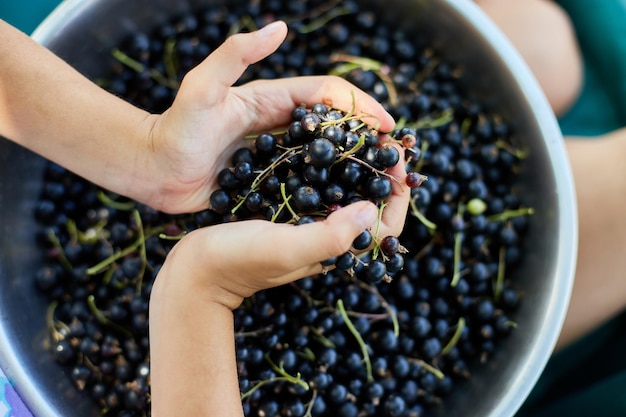 Top view child hold in hand freshly gathered organic black\
currants in bowl in home garden harvest of berry outdoor