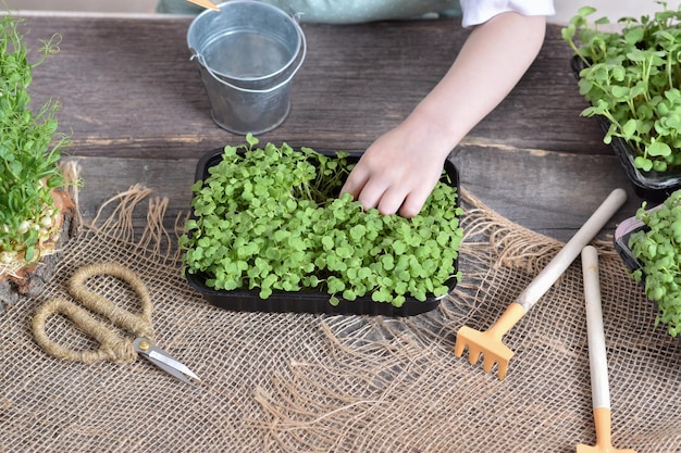 A top view of children\'s hands with scissors and she takes care\
of seedlings of micro green plants of arugula