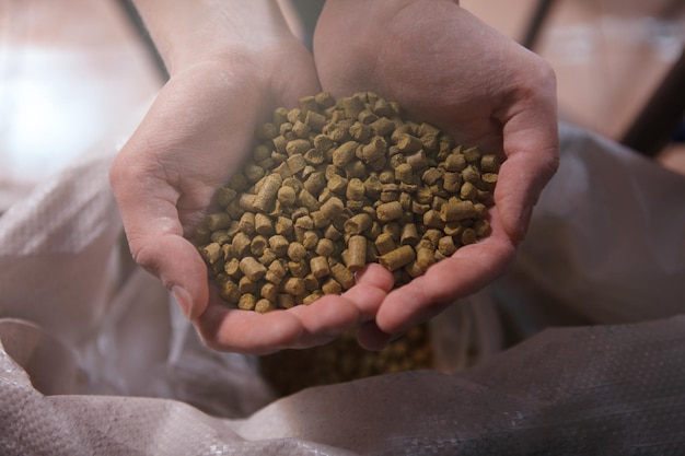 Top view close up of beer hop pellet granules in the hands of a professional brewer