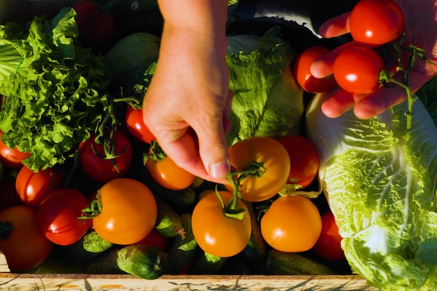 top view close up een vrouw boer handen verzamelt tomaten in de kas en zet het in een houten doos Close up van vrouwelijke handen landbouw concept close up 4k beelden