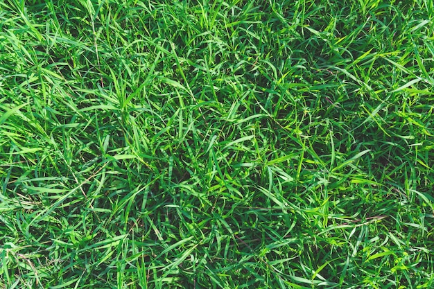 Top view and close up empty green grass field. Green field of grass background.