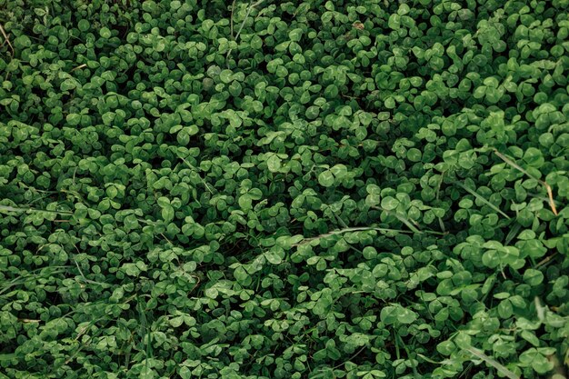 Photo top view close up field clovers