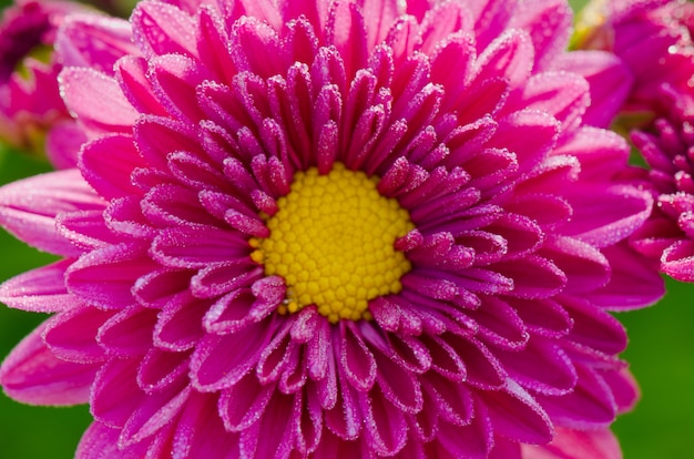 Top view close up fuchsia Chrysanthemum Morifolium flowers which is filled with morning dew.