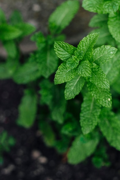 Foto foglie di menta alta vicina di vista superiore