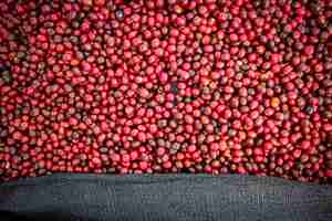 Photo top view closeup of harvested coffee cherries on a sack