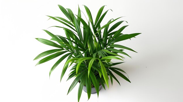 A Top view Closeup of parlour palm plant indoor in a flowerpot in the center of the Generative AI