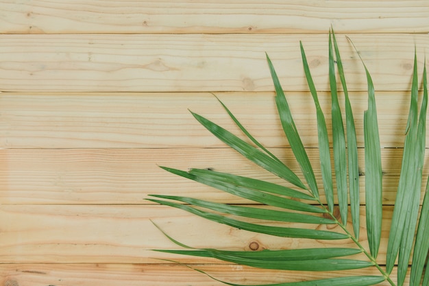 Top view of coconut leaves  on wooden background