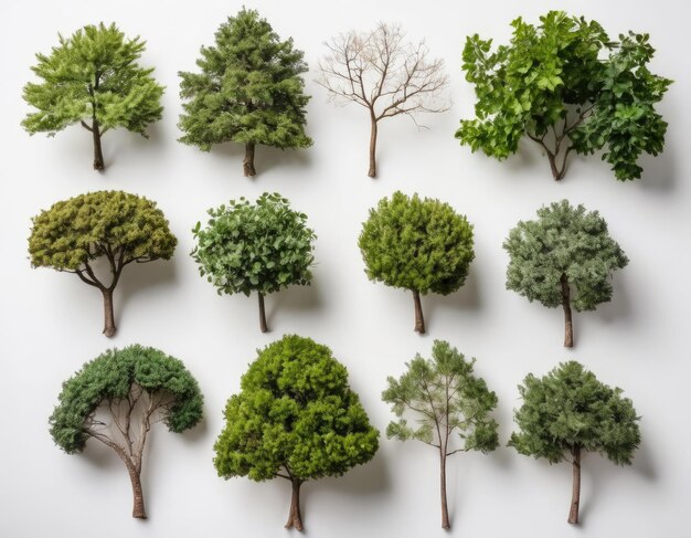 Foto top view collectie van verschillende bomen op witte achtergrond