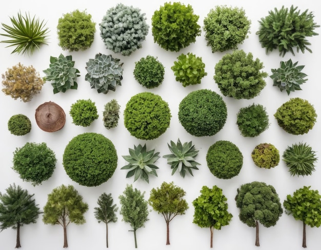 Top view collection of various trees on white background