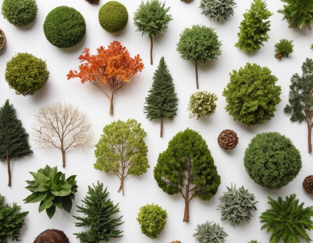 Top view collection of various trees on white background